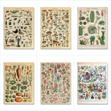 Botanical Vintage Wall Posters