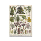Botanical Vintage Wall Posters