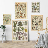 Botanical Vintage Wall Posters