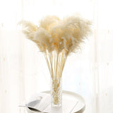 NATURAL COLORED PAMPAS GRASS